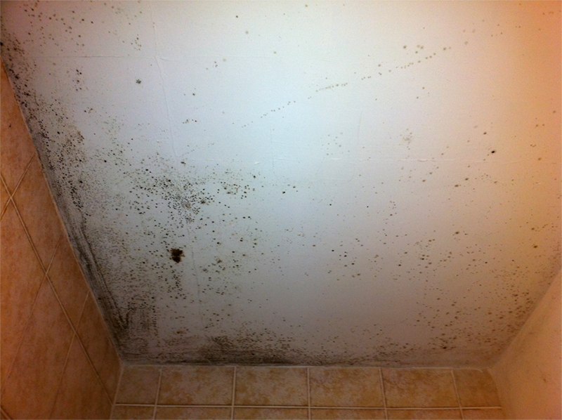 Category Mold Miami Water Damage Restoration Carpet Cleaning